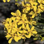 Crepis acuminata Flower