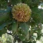 Quercus ithaburensis फल