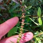 Ammannia baccifera Flower