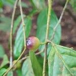 Aporosa frutescens Фрукт