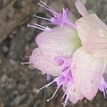 Origanum rotundifolium Květ