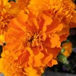 Tagetes tenuifoliaFlower