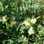 Astragalus cicer ഇല