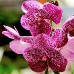 Vanda coerulescens Flors