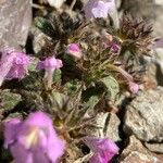 Galeopsis pyrenaica Blad