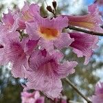 Handroanthus impetiginosus Flower