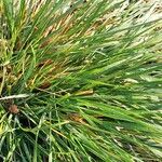 Carex hordeistichos Blad