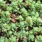 Dudleya greenei 叶