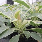 Nicotiana tomentosa Blad