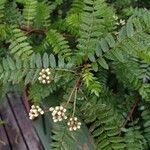 Sorbus koehneana Leaf