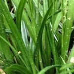 Carex brachystachys Feuille