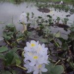 Pontederia rotundifolia Кветка