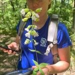 Silene stellata Pokrój