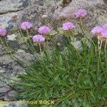 Armeria castellana Tervik taim