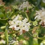 Heptacodium miconioidesFlower