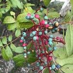 Pistacia terebinthus Fruit