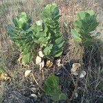 Asclepias latifolia ᱛᱟᱦᱮᱸ