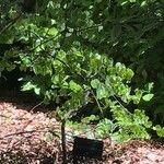 Cercis occidentalis Hostoa