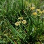 Epikeros pyrenaeus 花