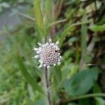 Eclipta prostrataFlower