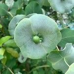 Lonicera reticulata Flower