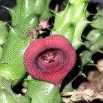 Huernia macrocarpa Žiedas