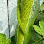 Humulus scandens Bark