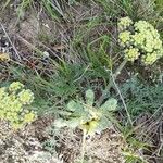 Lomatium dasycarpum Цвят