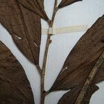 Neoptychocarpus apodanthus Máis