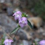 Galeopsis ladanum Fiore