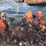 Castilleja mendocinensis ᱵᱟᱦᱟ