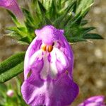 Galeopsis angustifolia Flor