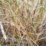 Brachypodium retusum Blad