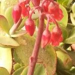 Cotyledon orbiculataപുഷ്പം