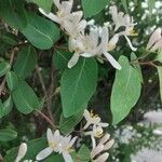 Lonicera tataricaКветка