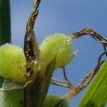 Carex lasiocarpa Fruit