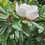 Magnolia virginianaFolha