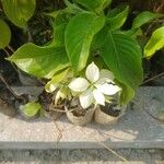 Mussaenda philippicaLeaf