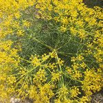 Cachrys libanotis Цветок