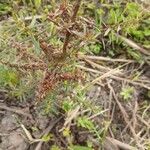 Ammannia baccifera 葉