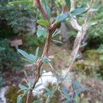 Berberis empetrifolia 树皮