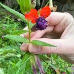 Cuphea llavea Flower