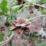 Pittosporum cherrieri Fruit