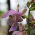 Eulophia bouliawongo Blüte