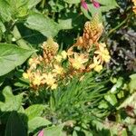 Bulbine frutescens Flower