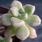 Sedum mendozae 叶