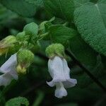 Lepechinia calycina Flower