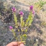 Melampyrum arvenseBlomma