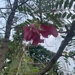 Sesbania grandiflora Kvet
