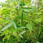 Passiflora suberosa Συνήθη χαρακτηριστικά